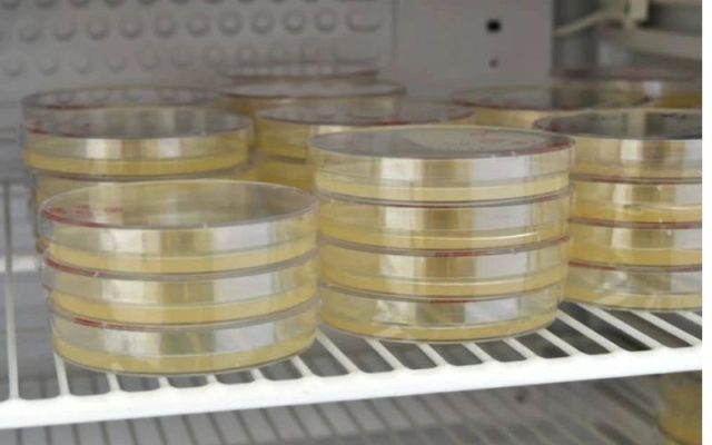 Sau khi agar đông, nếu không úp ngược hoặc để nơi ẩm, nấm mốc sẽ nhanh chóng phát triển.
