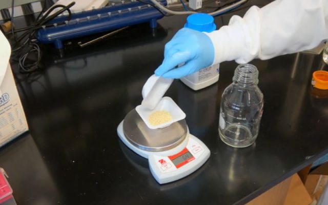 Cân và chuẩn bị bột LB agar trong phòng lab