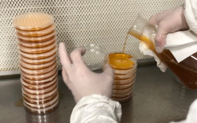 Đổ môi trường agar trong tủ cấy vô trùng